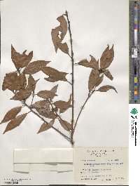 Neolitsea acuminatissima image