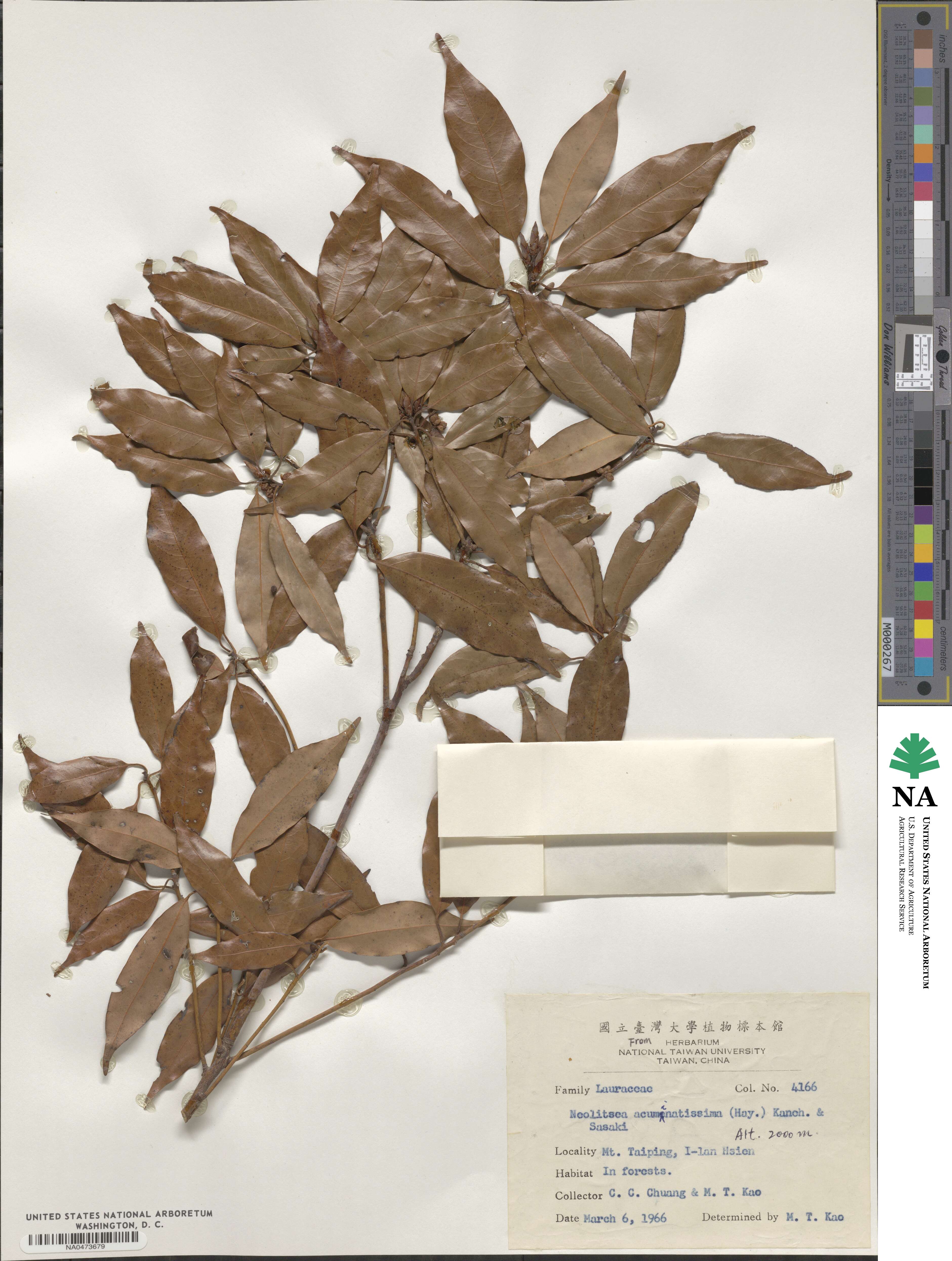 Neolitsea acuminatissima image