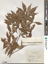 Neolitsea acuminatissima image