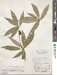 Image of Neolitsea confertifolia