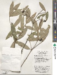 Neolitsea confertifolia image