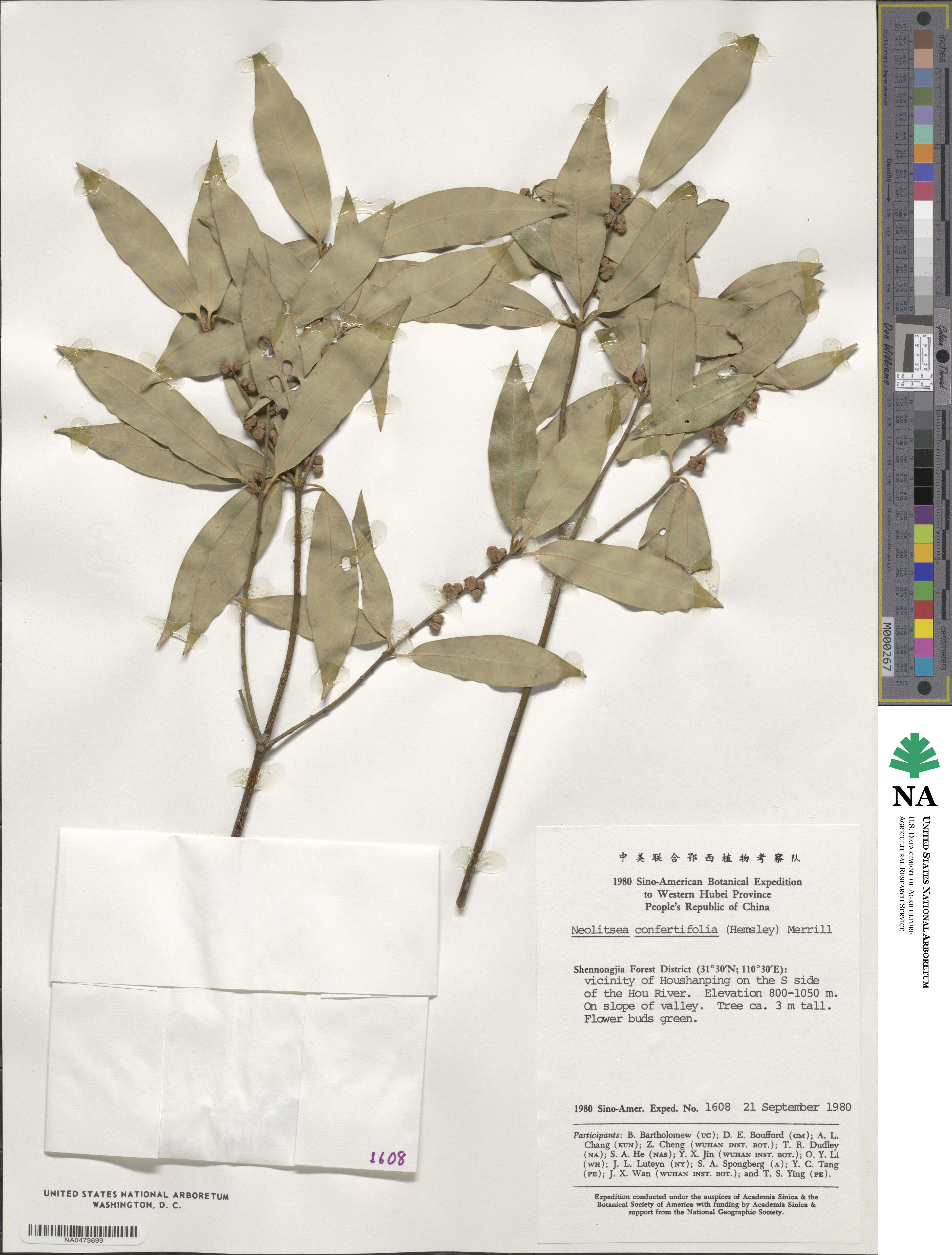 Neolitsea confertifolia image