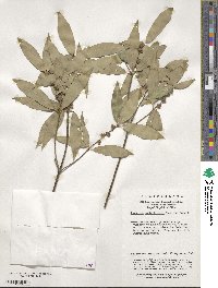 Neolitsea confertifolia image