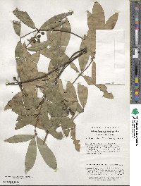 Neolitsea confertifolia image