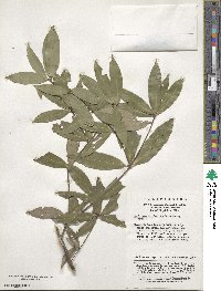 Neolitsea confertifolia image