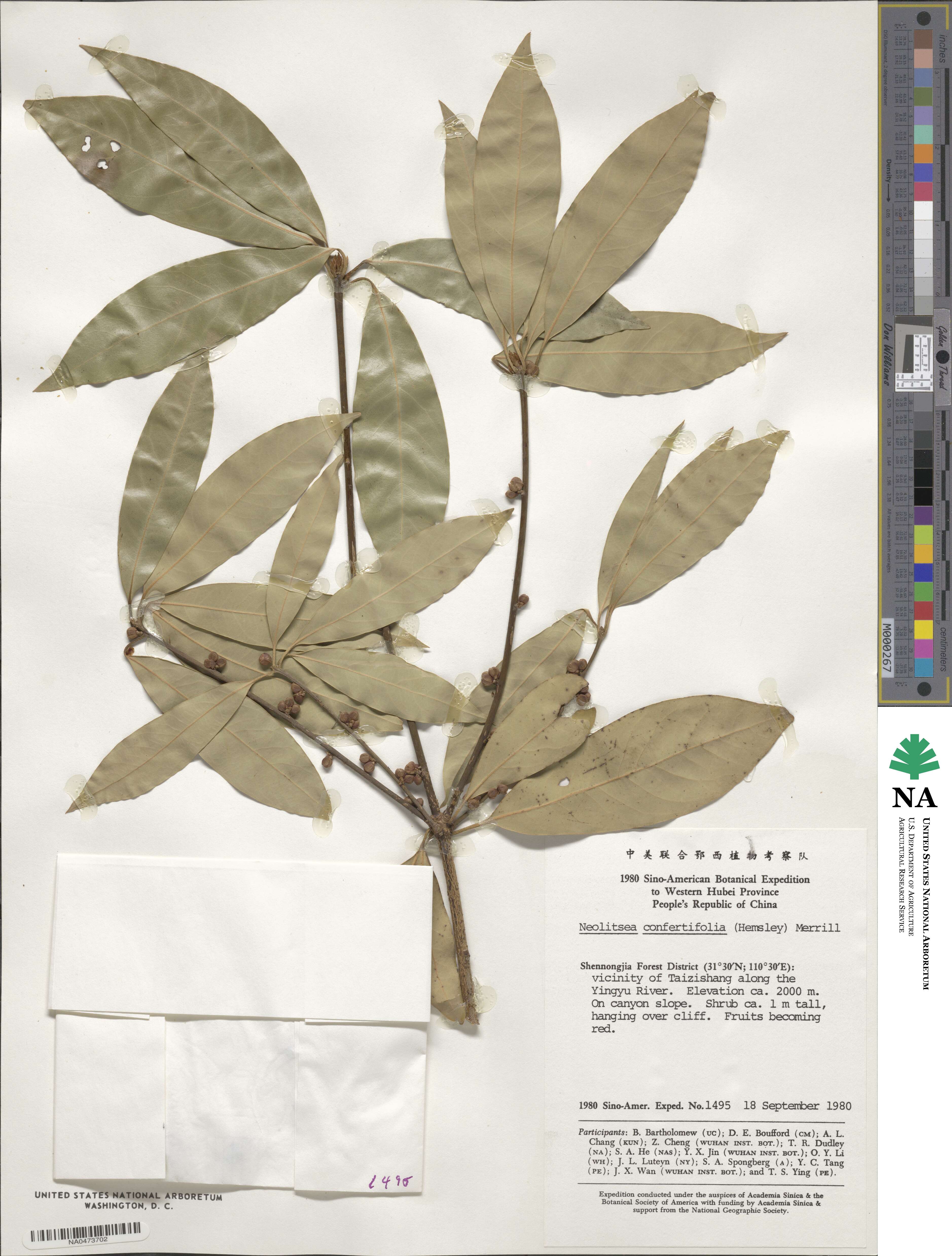 Neolitsea confertifolia image