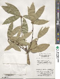 Neolitsea confertifolia image