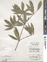 Neolitsea confertifolia image