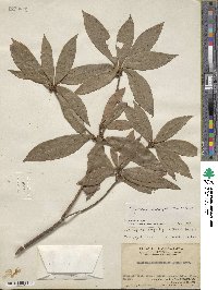 Neolitsea confertifolia image