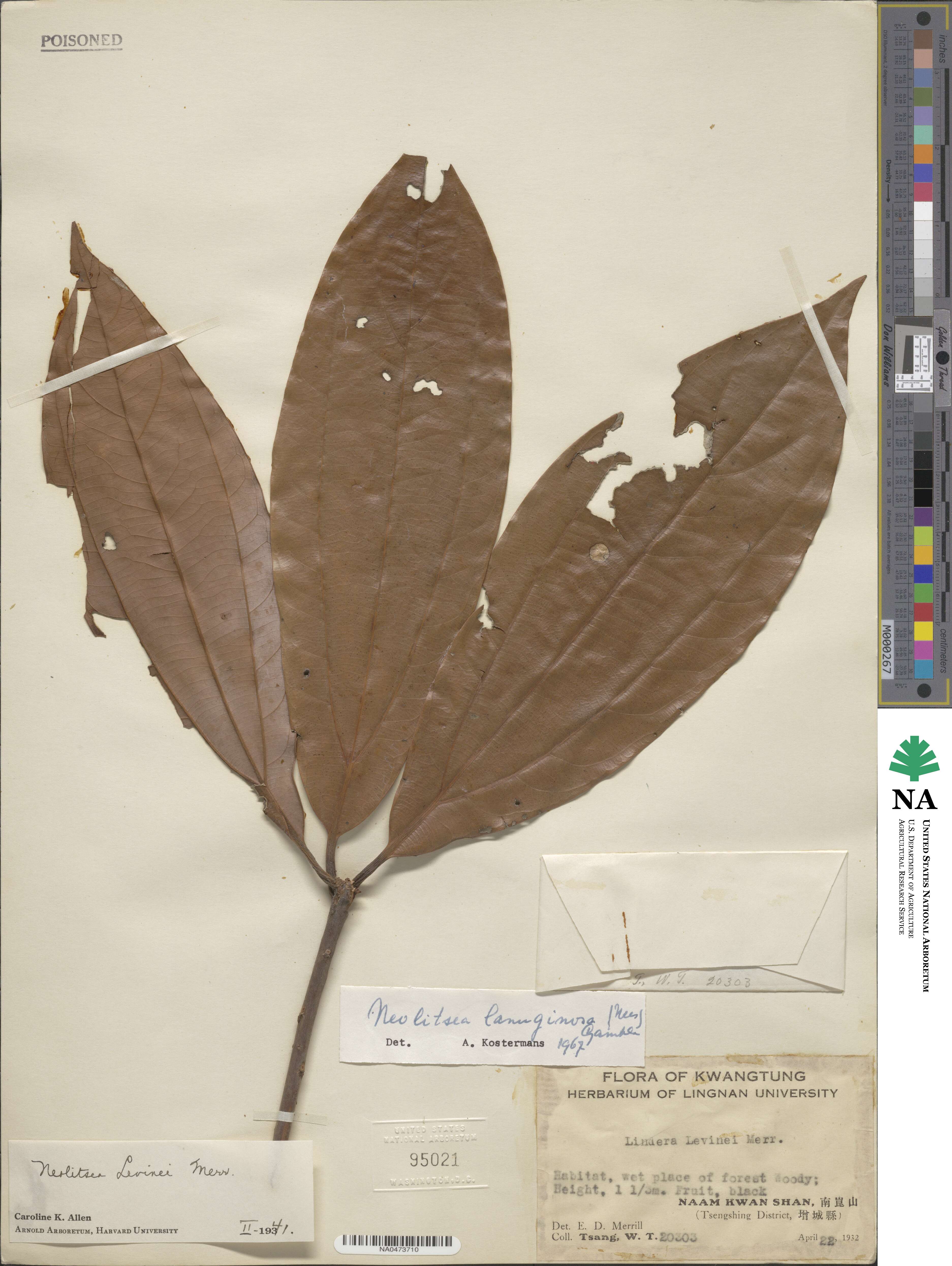 Neolitsea cuipala image