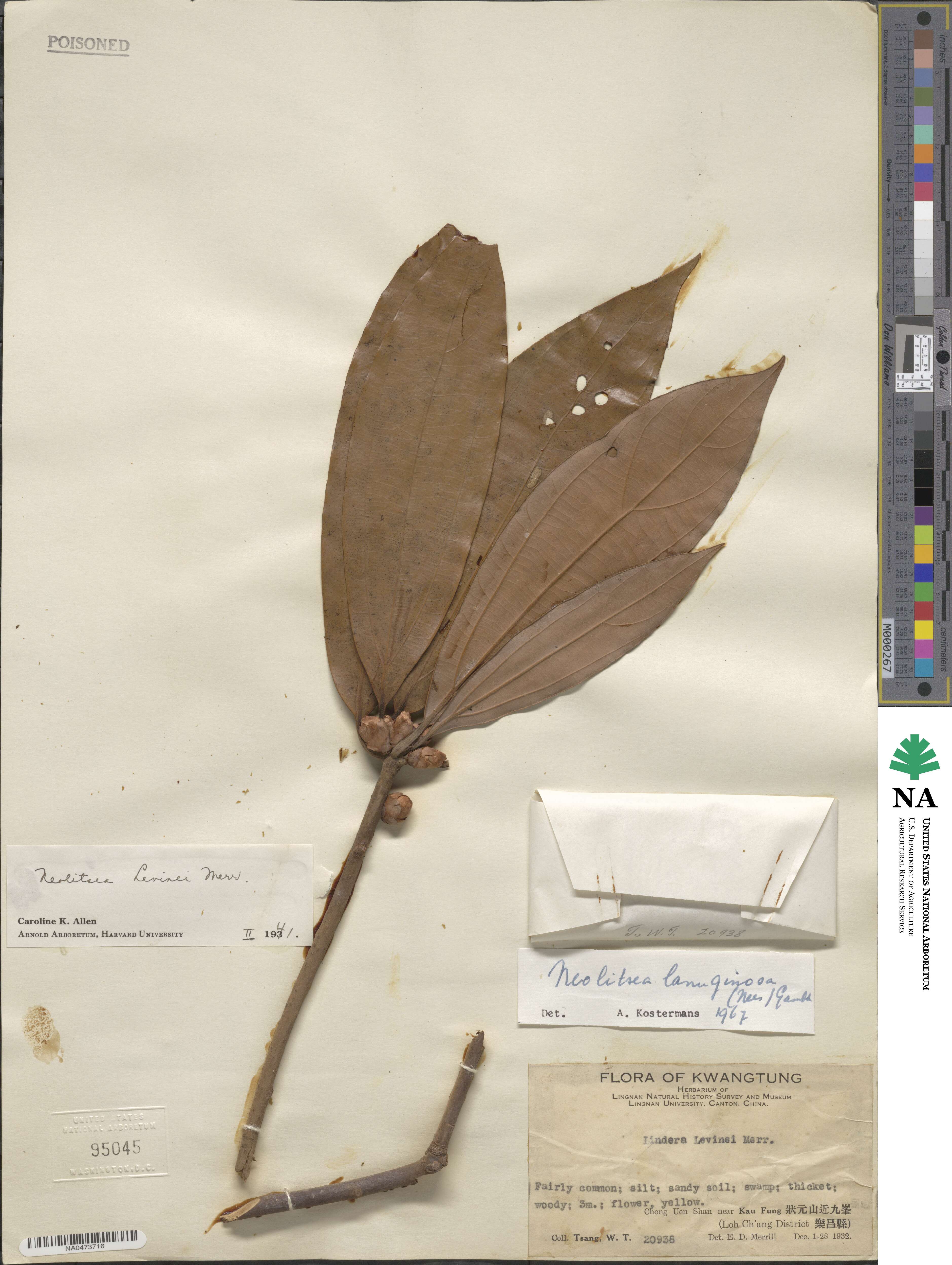 Neolitsea cuipala image