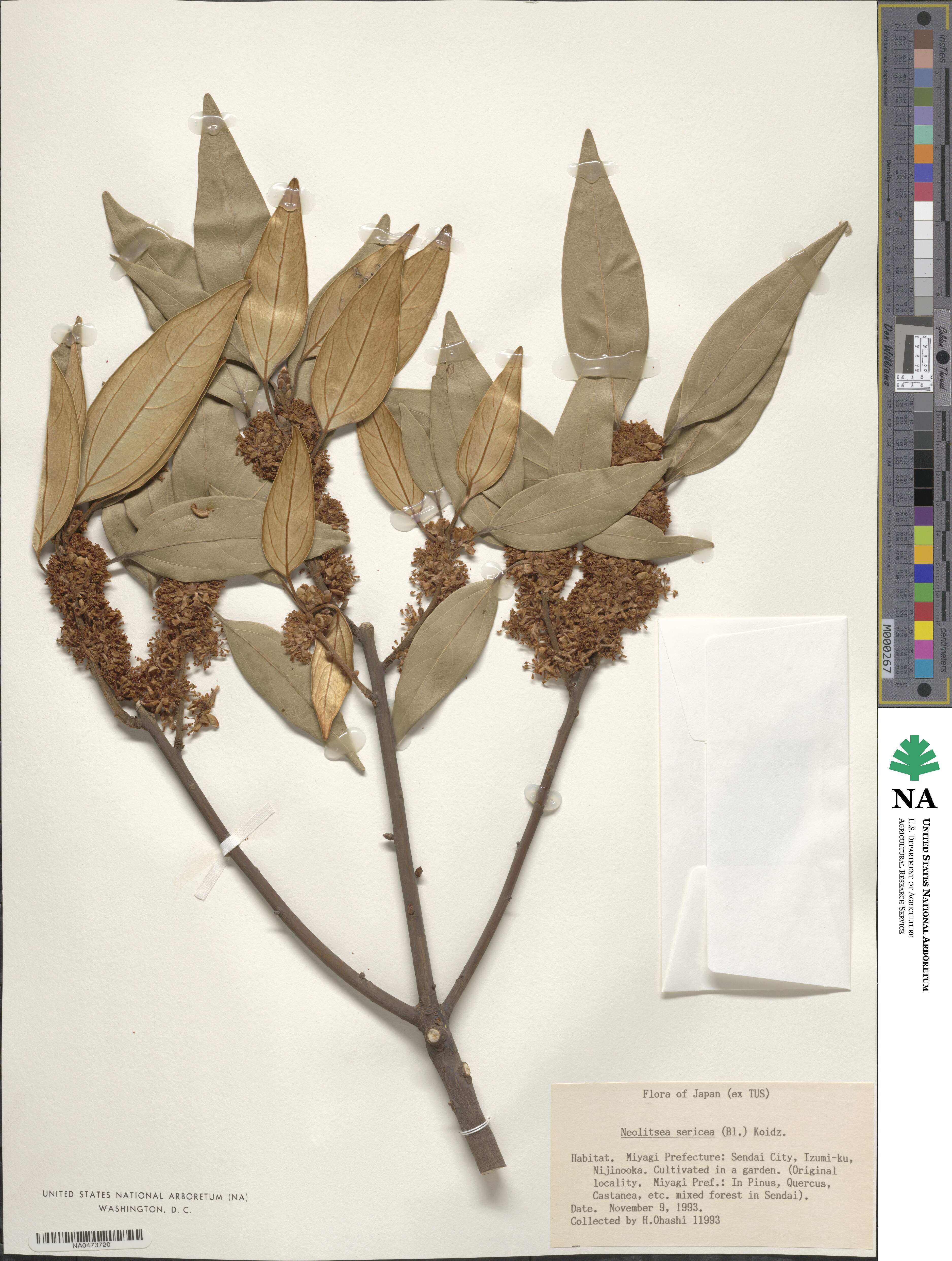 Neolitsea sericea image