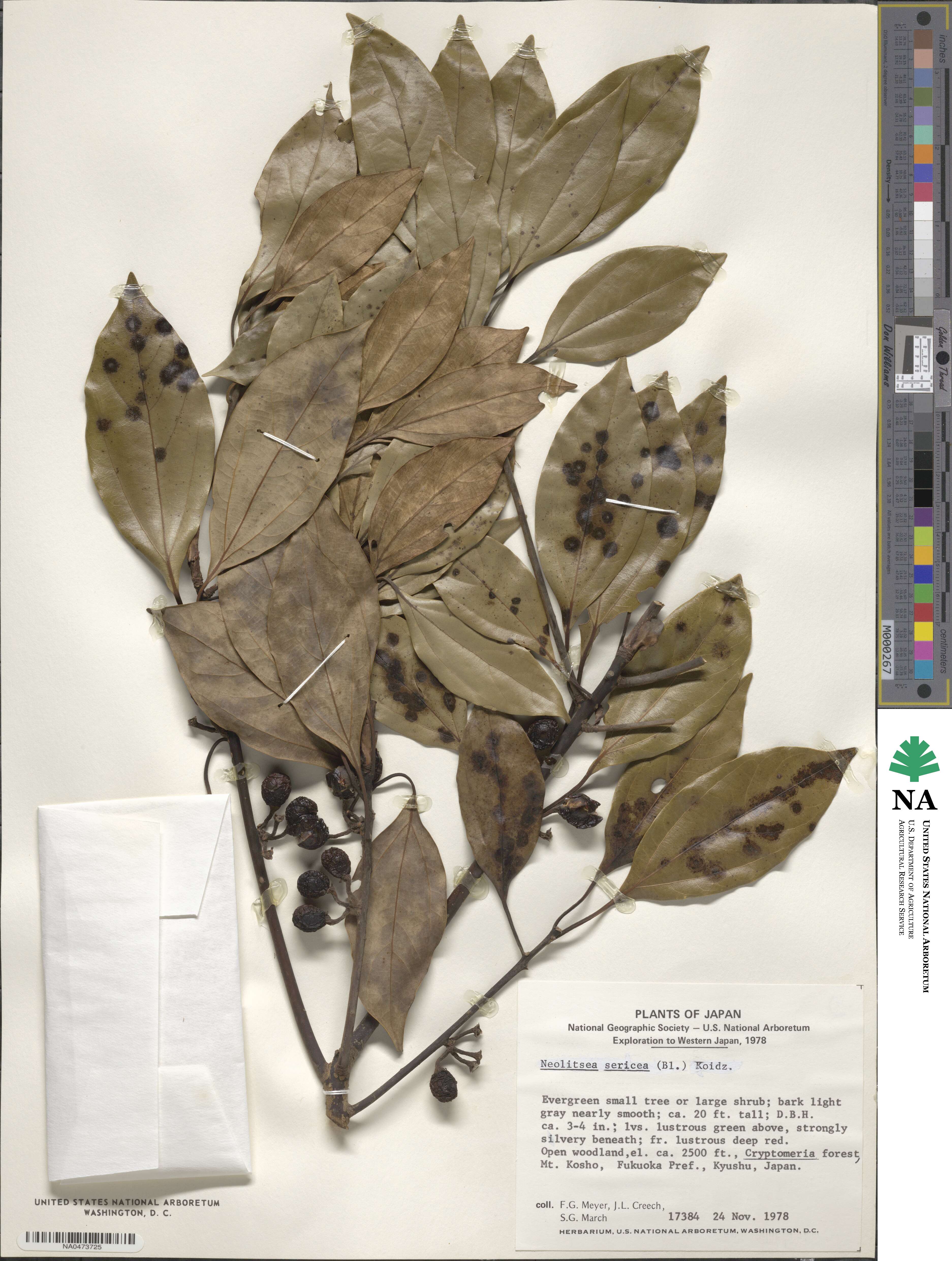 Neolitsea sericea image