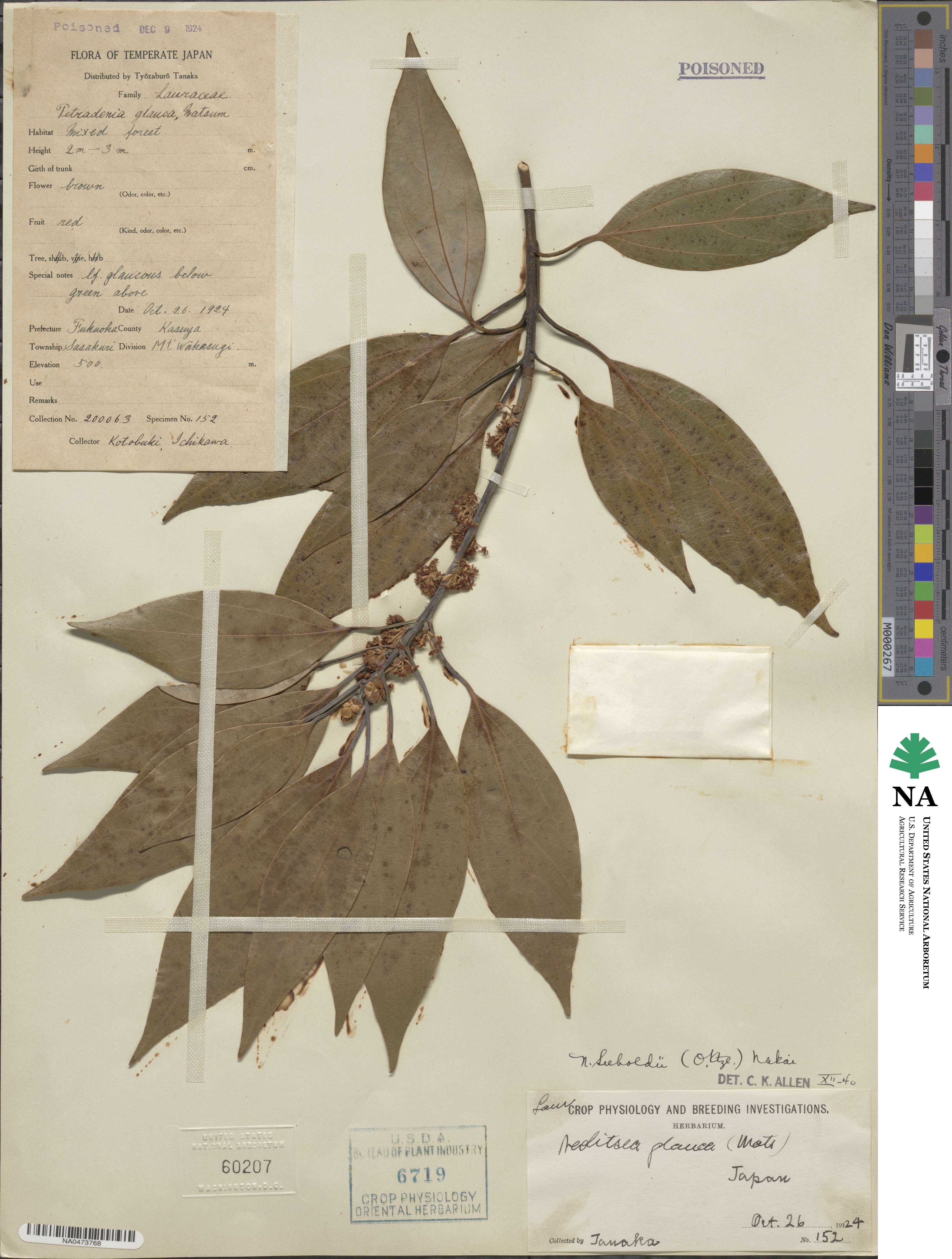Neolitsea sericea image