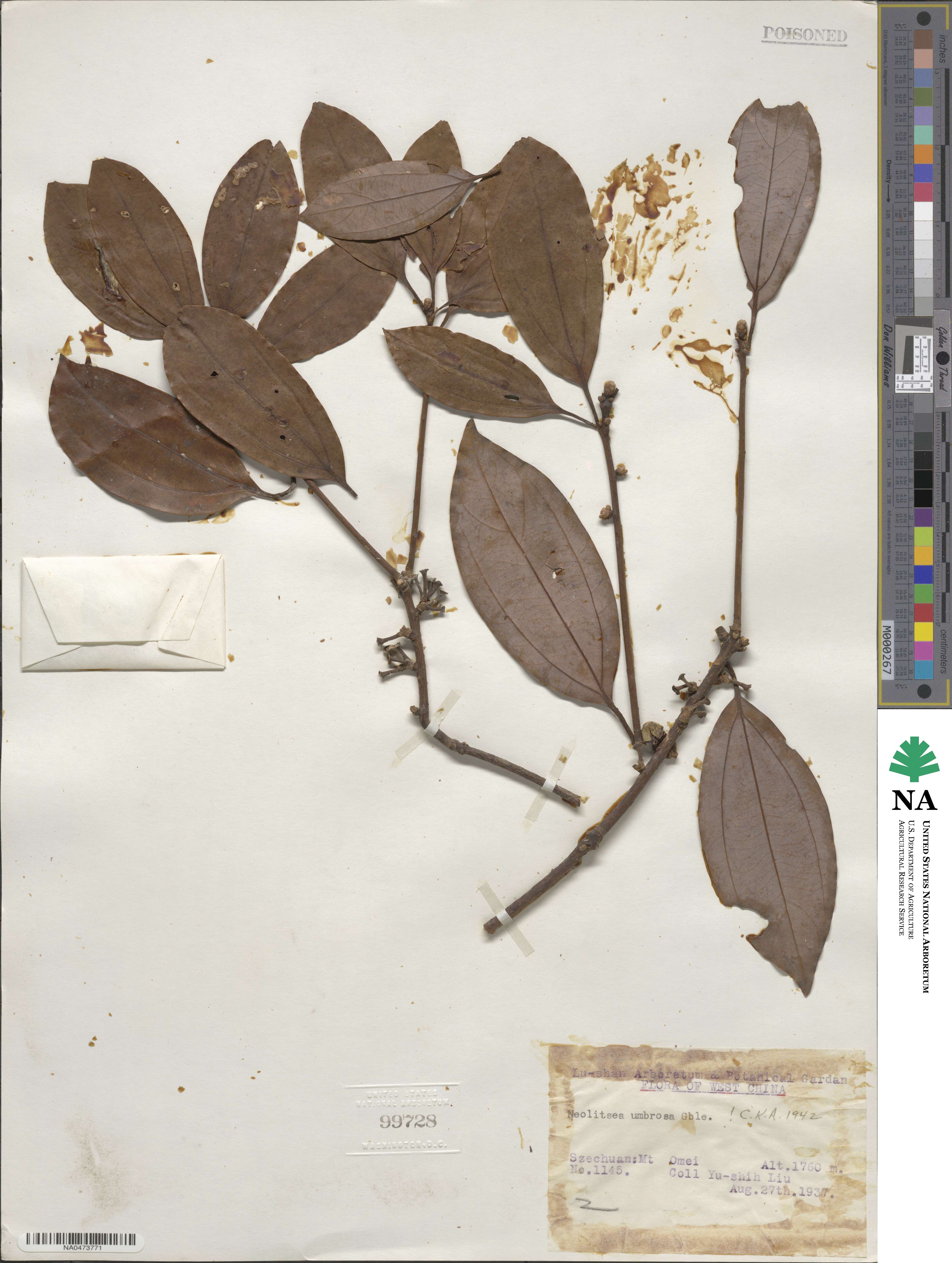 Neolitsea umbrosa image