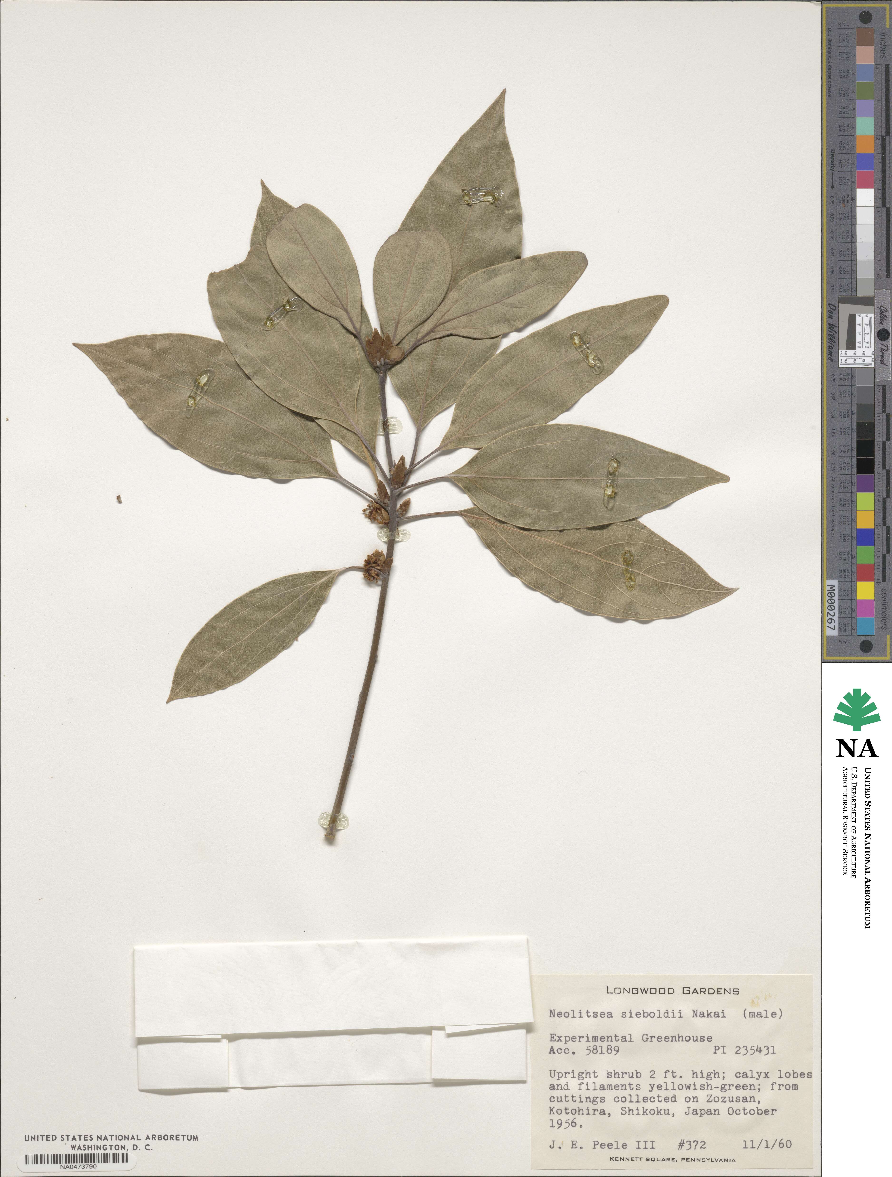 Neolitsea sericea image
