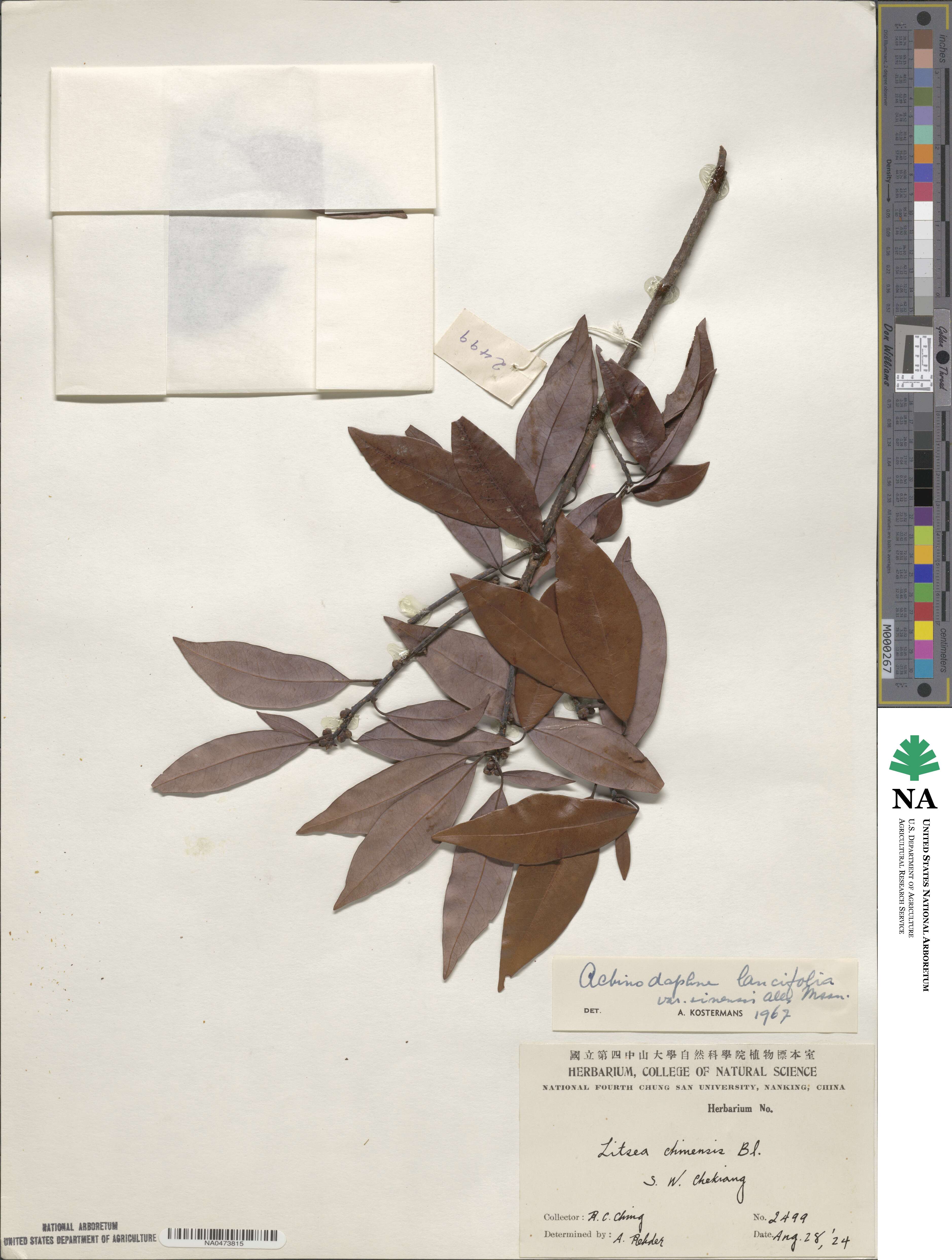 Litsea coreana var. sinensis image