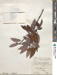 Litsea coreana var. sinensis image