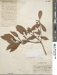 Litsea coreana var. sinensis image