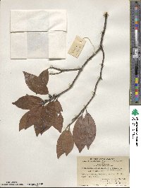 Litsea coreana var. sinensis image