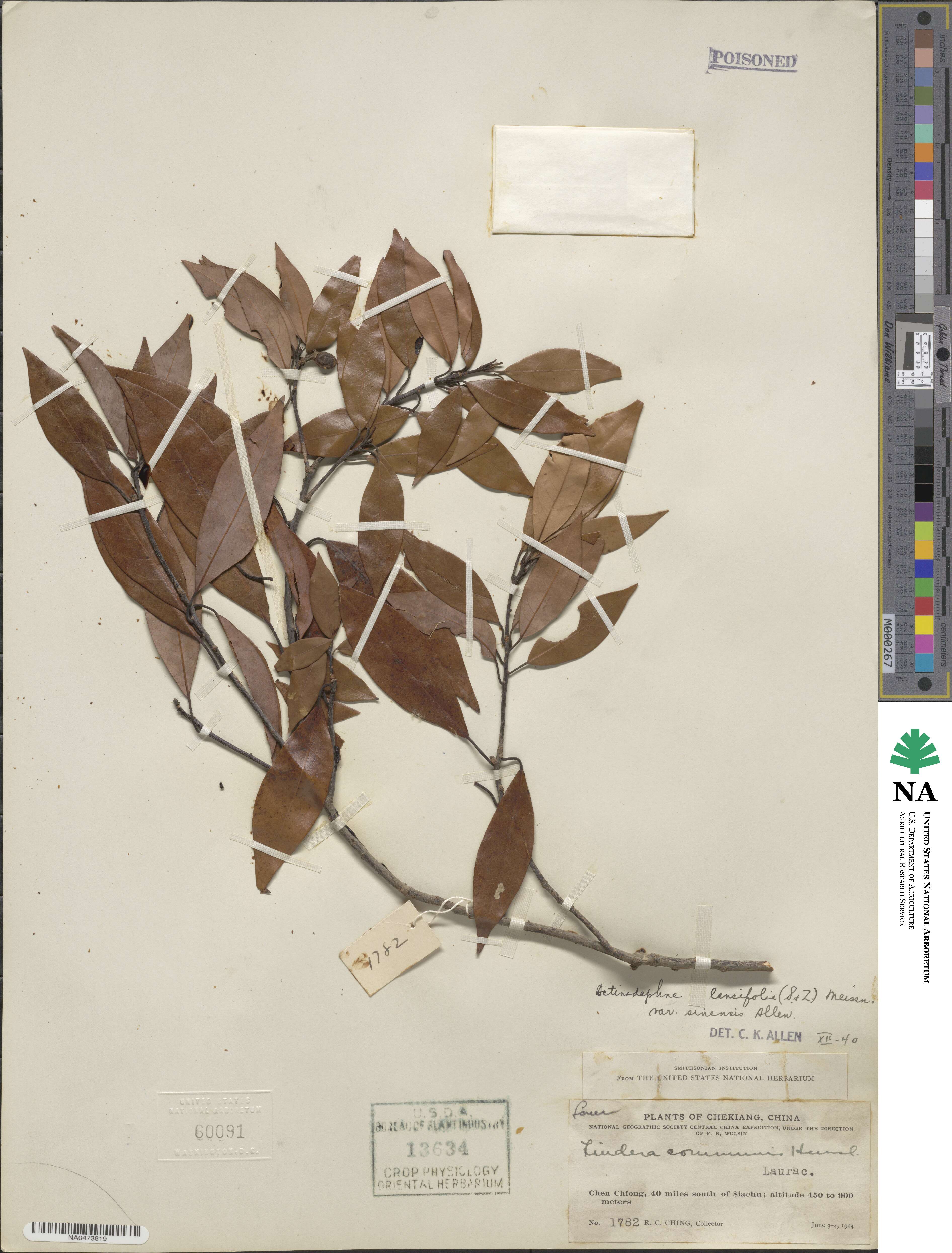 Litsea coreana var. sinensis image