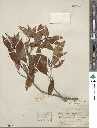 Litsea coreana var. sinensis image