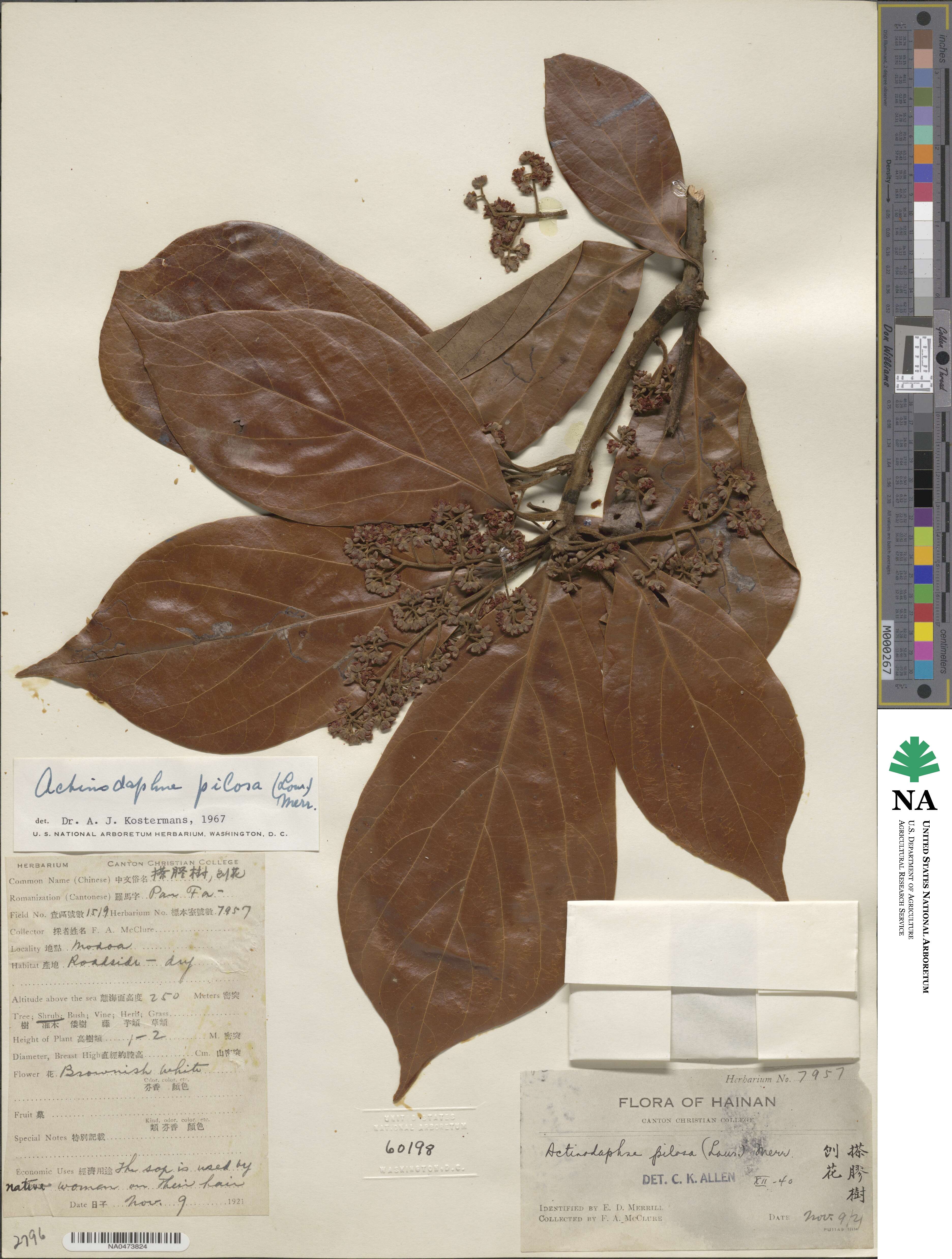 Actinodaphne pilosa image