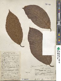 Image of Beilschmiedia anay