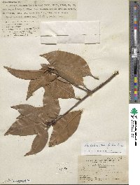 Beilschmiedia fordii image