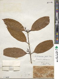 Beilschmiedia fordii image