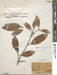 Beilschmiedia fordii image