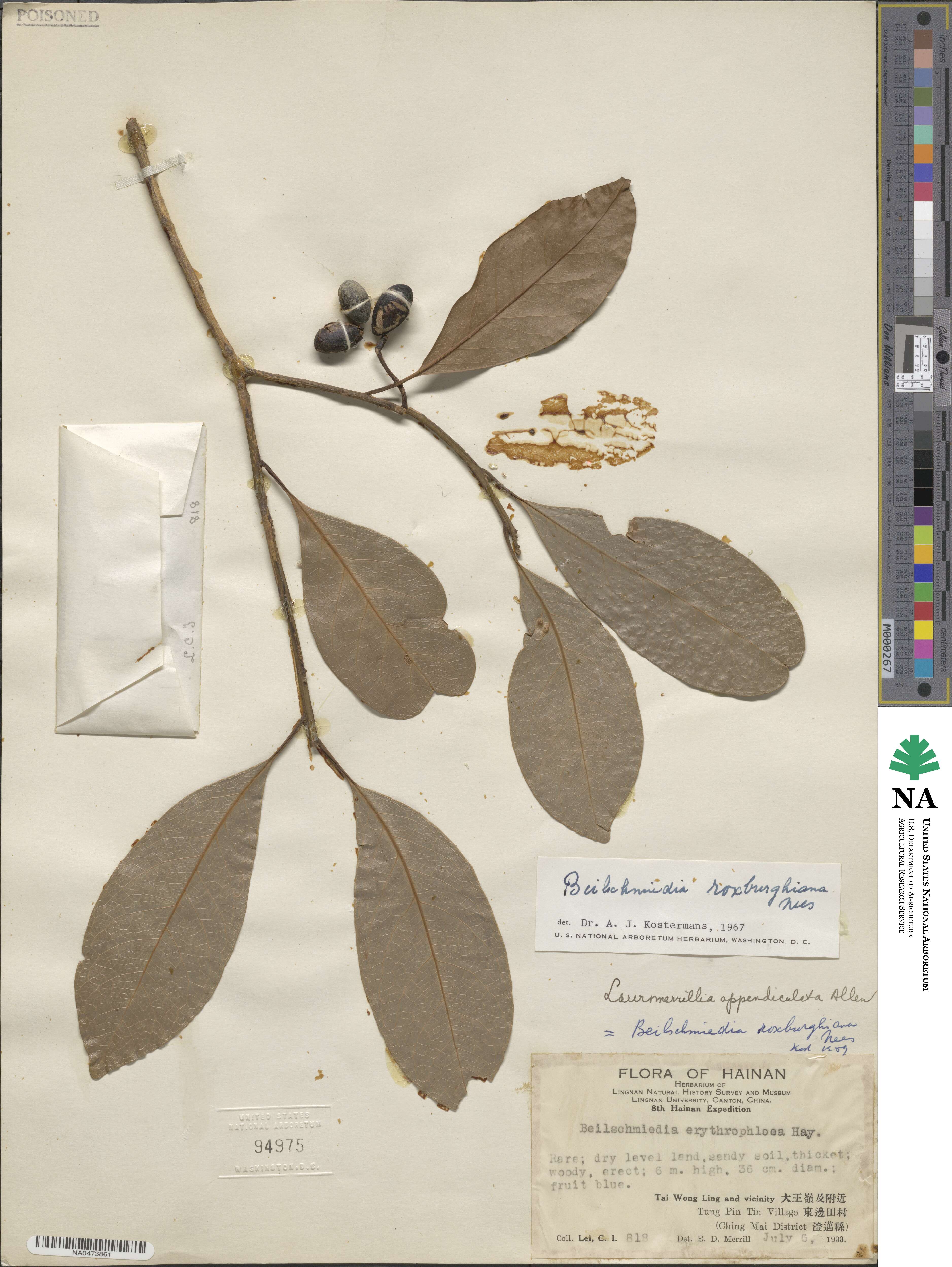 Beilschmiedia roxburghiana image