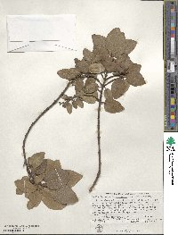 Image of Beilschmiedia berteroana