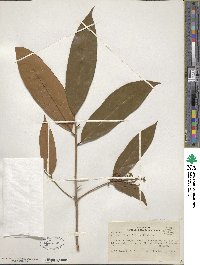 Aniba cylindriflora image