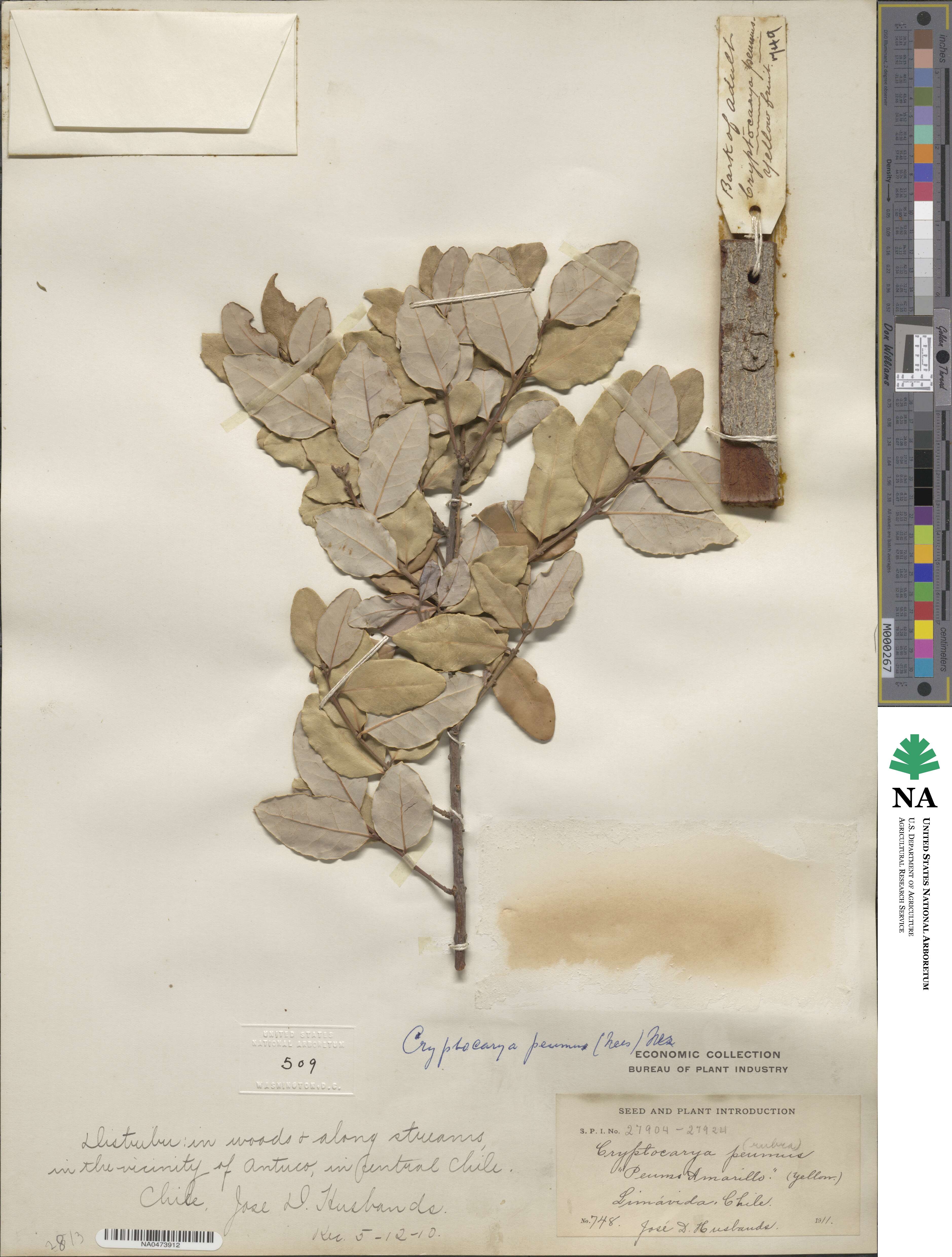 Cryptocarya alba image