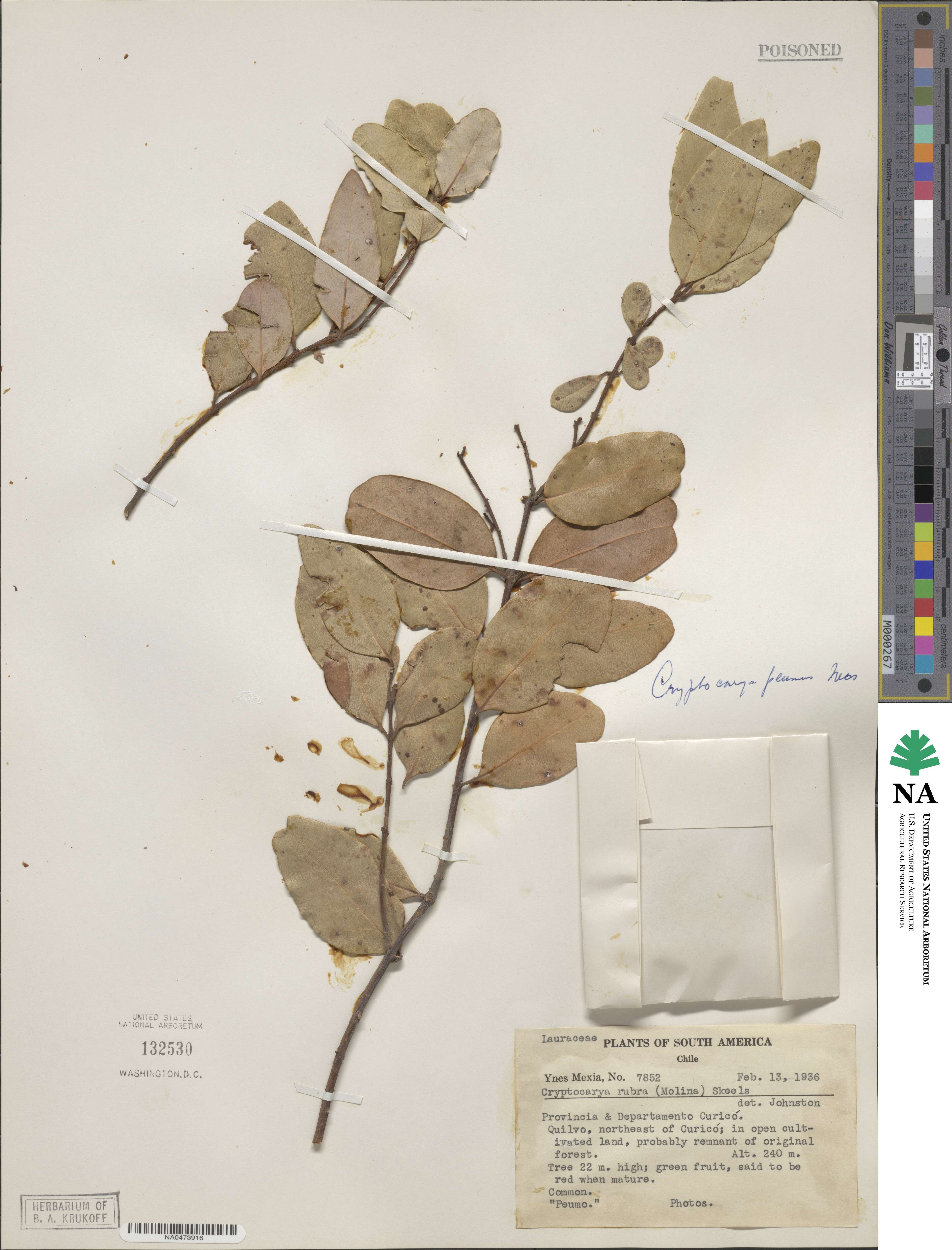 Cryptocarya alba image