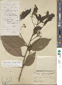 Cryptocarya chingii image