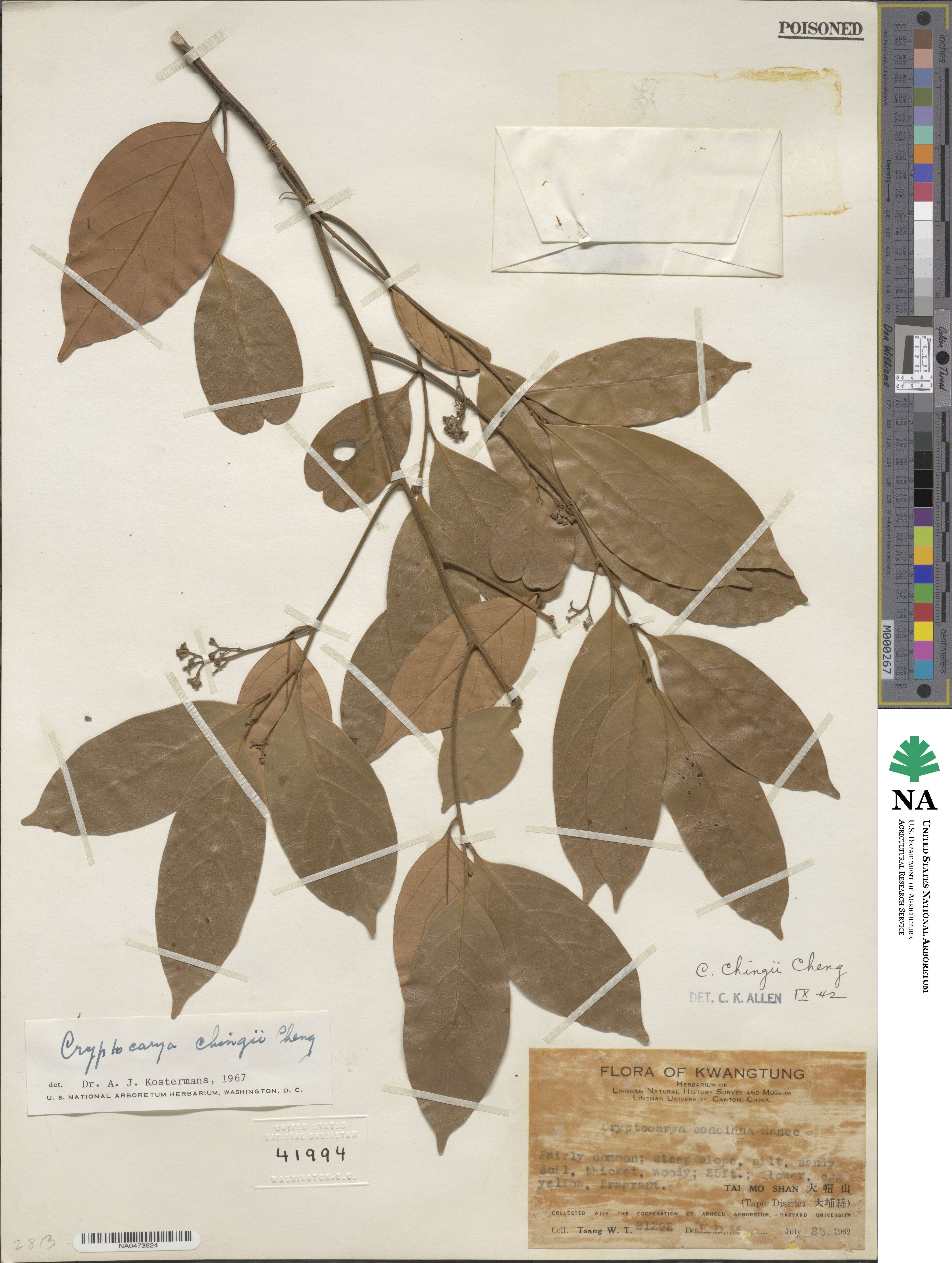 Cryptocarya chingii image