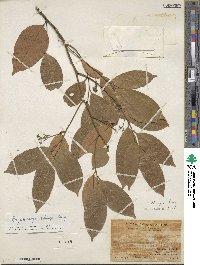 Cryptocarya chingii image