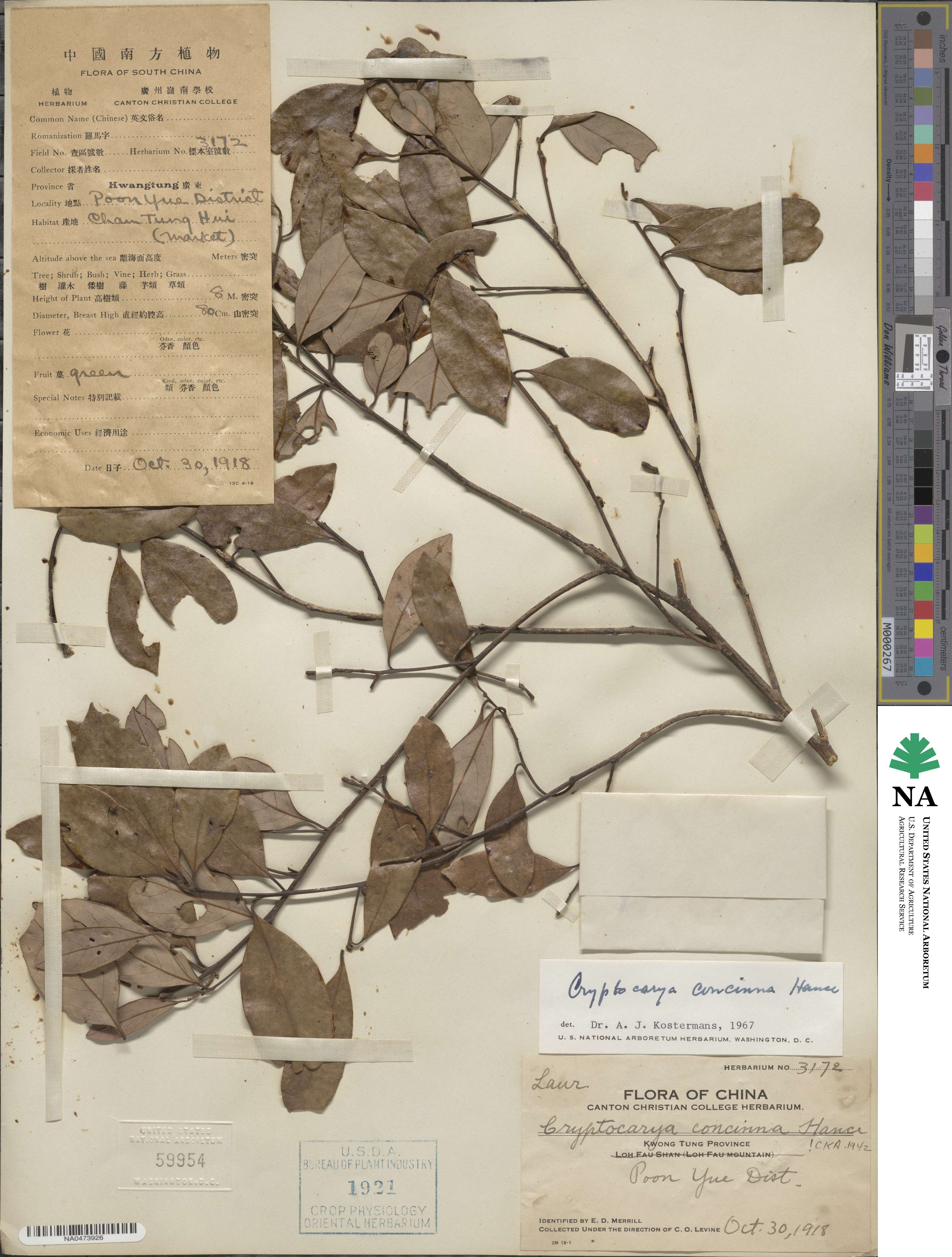 Cryptocarya concinna image