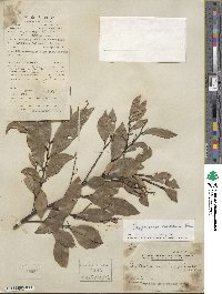 Cryptocarya concinna image