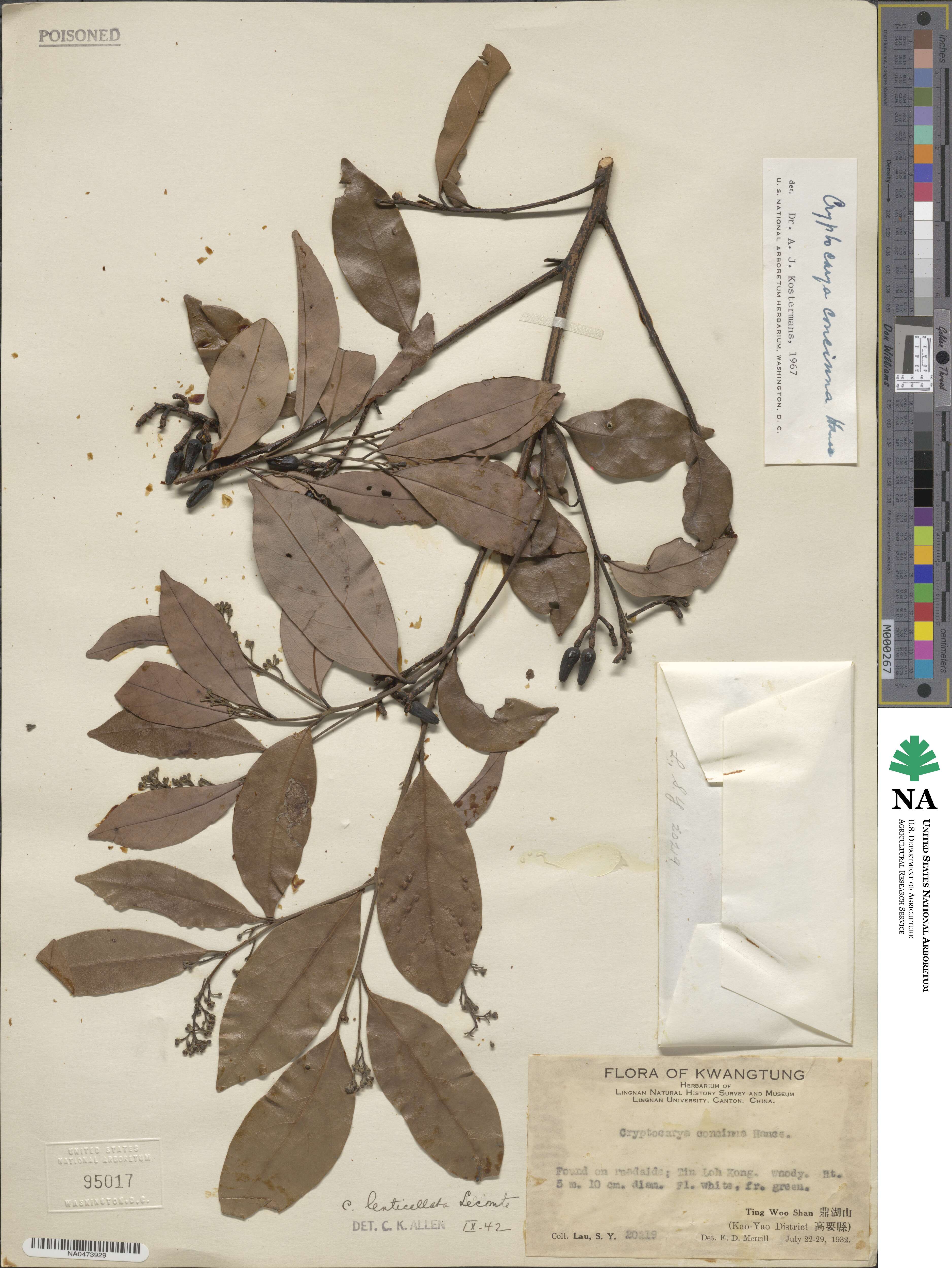 Cryptocarya concinna image