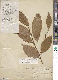 Cryptocarya densiflora image