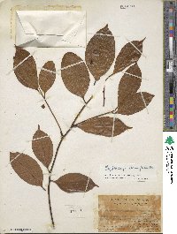 Cryptocarya densiflora image