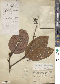 Cryptocarya infectoria image