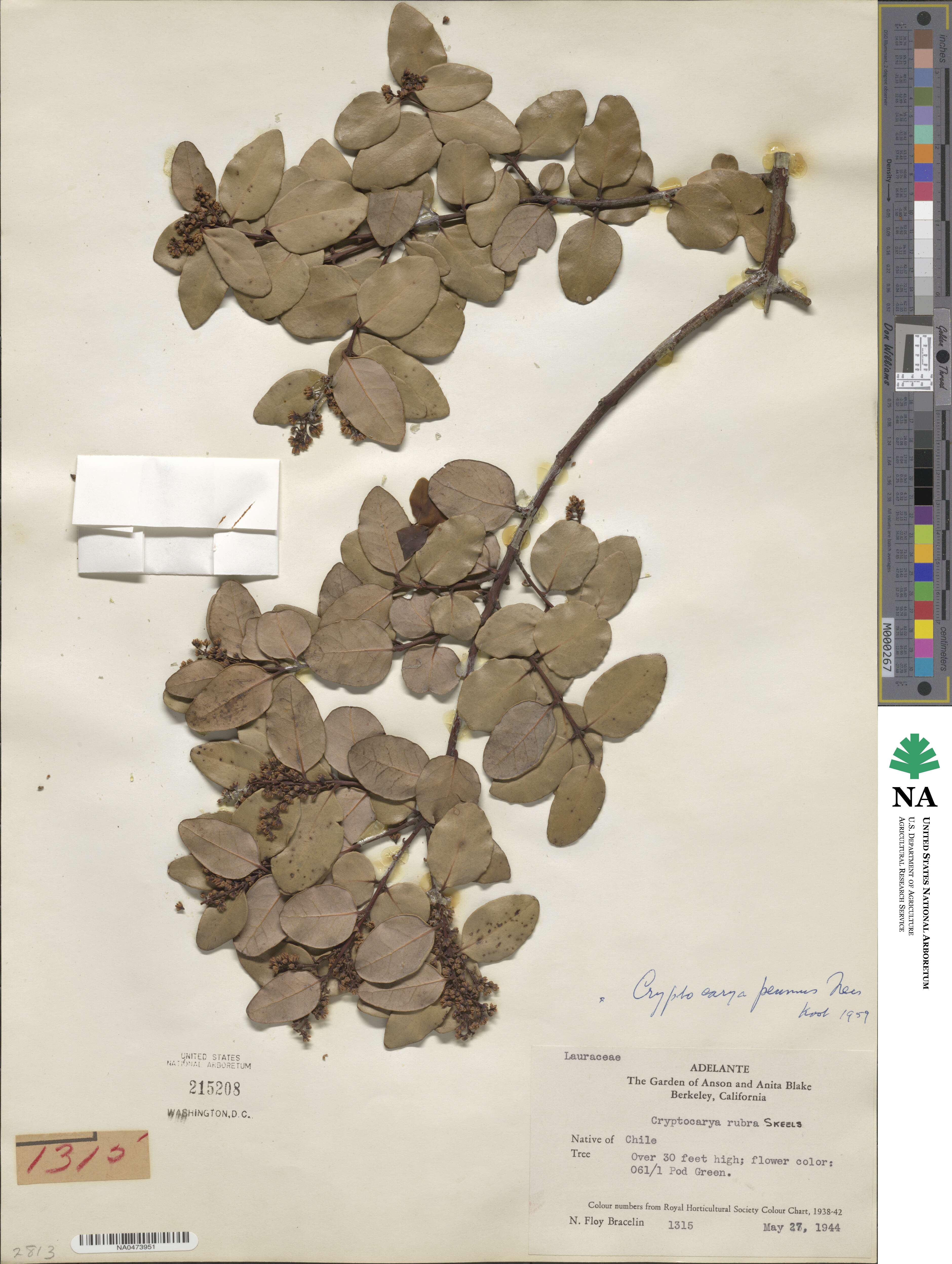 Cryptocarya alba image