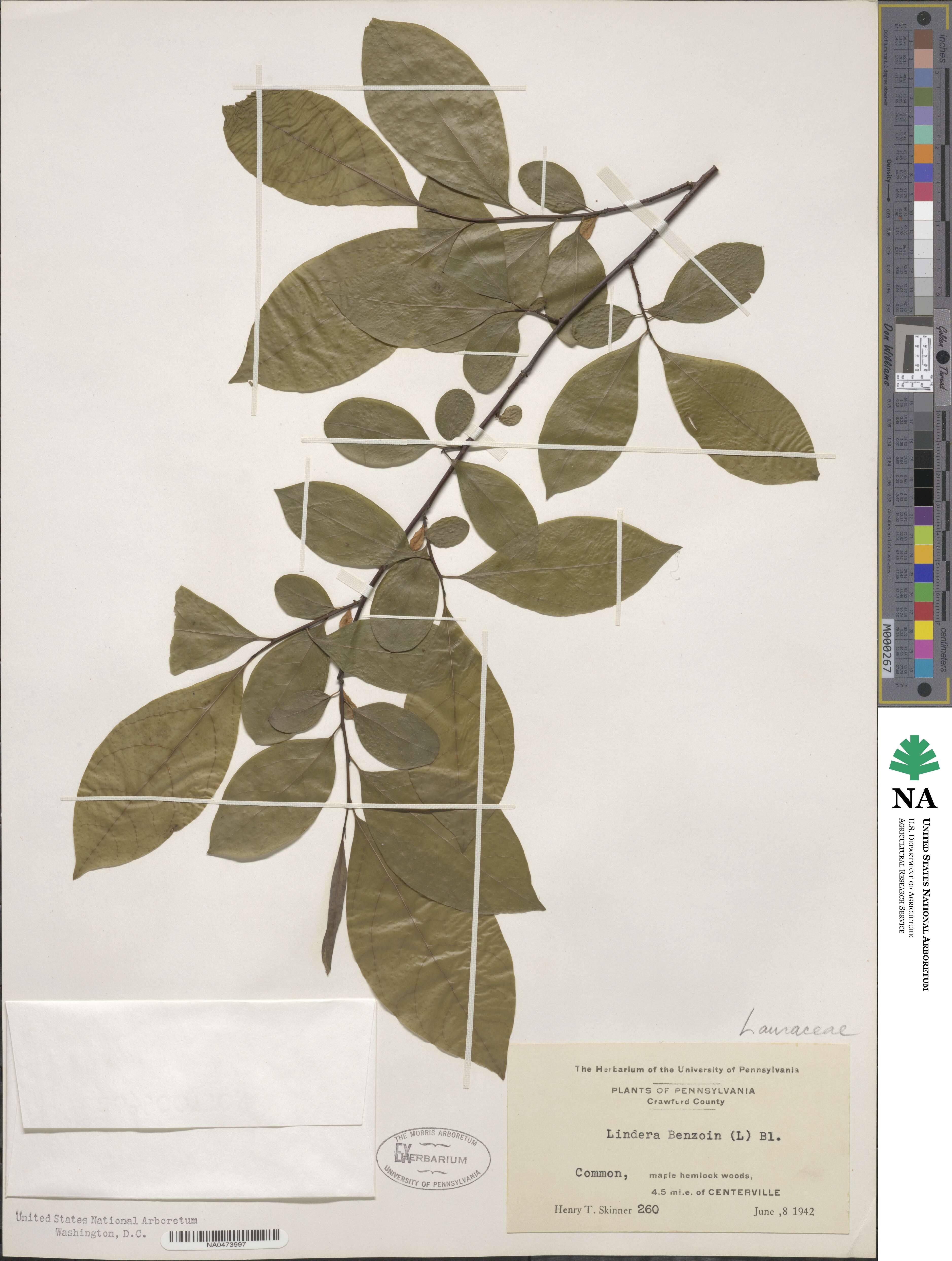 Lindera benzoin image