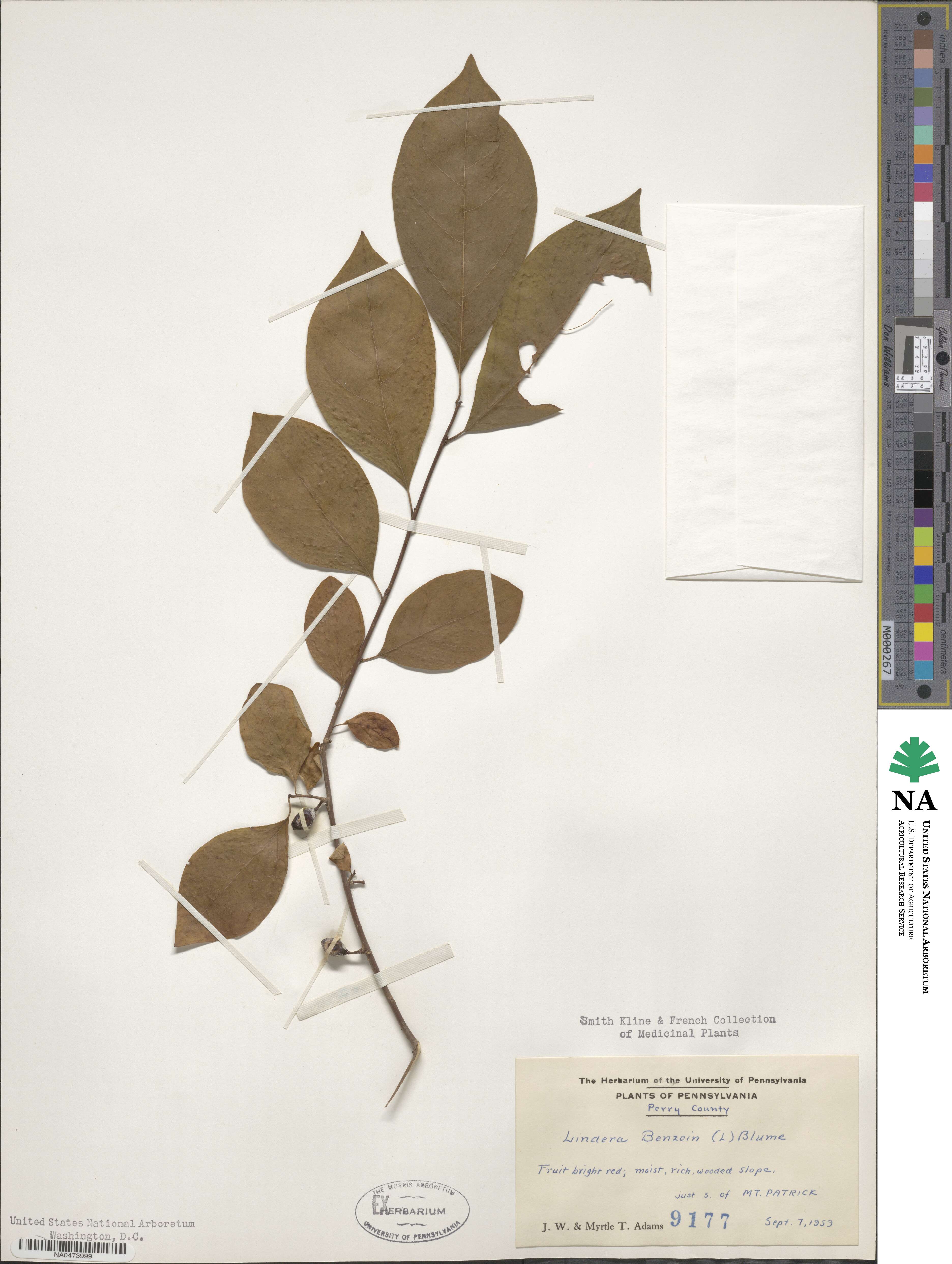 Lindera image