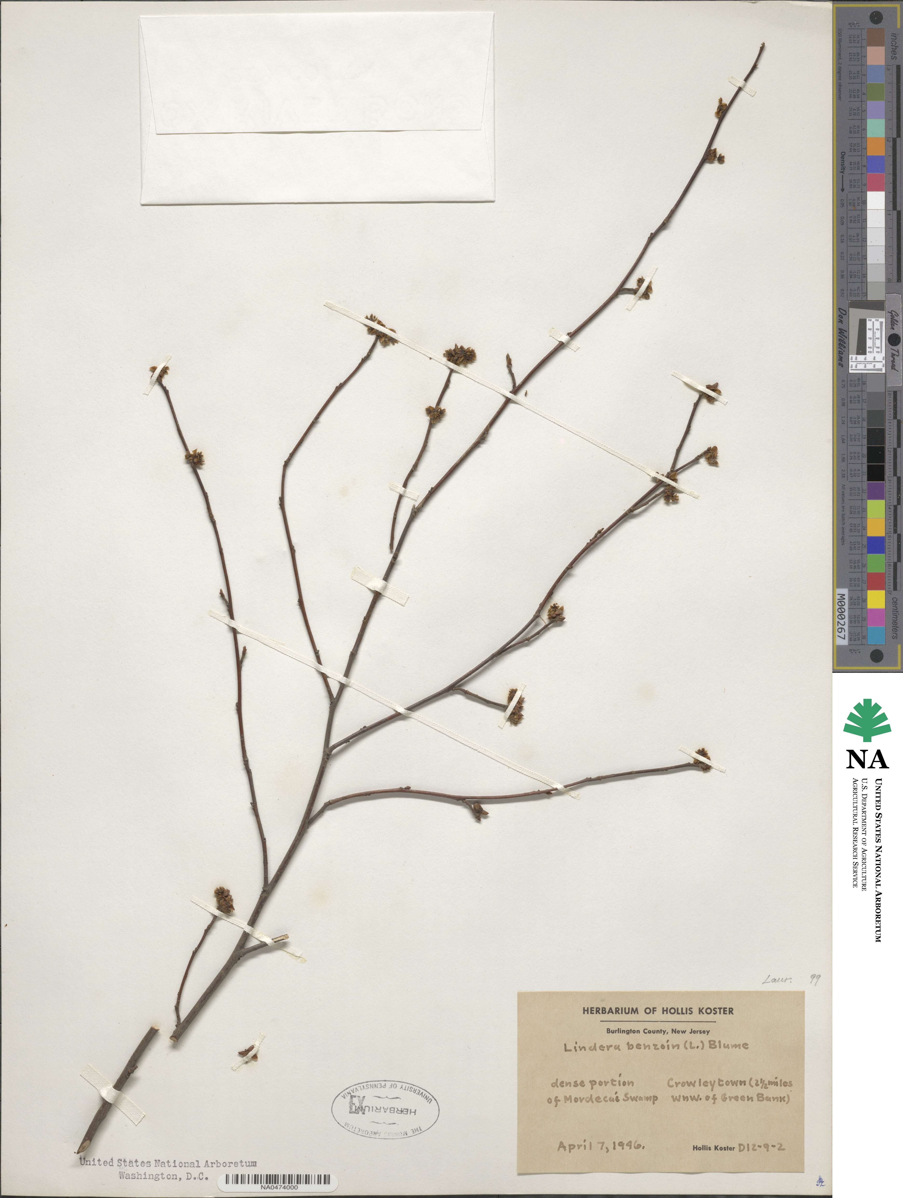 Lindera benzoin image