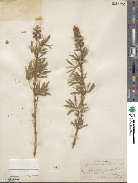 Lupinus argenteus image